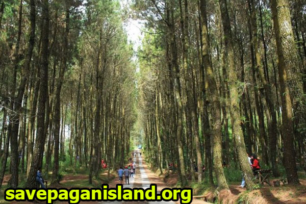Rekomendasi Wisata Hutan Pinus di Indonesia