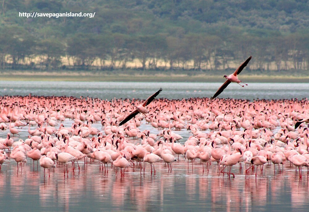 Taman Nasional Danau Nakuru Habitat Keanekaragaman Ekologi
